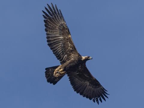 austria-animal