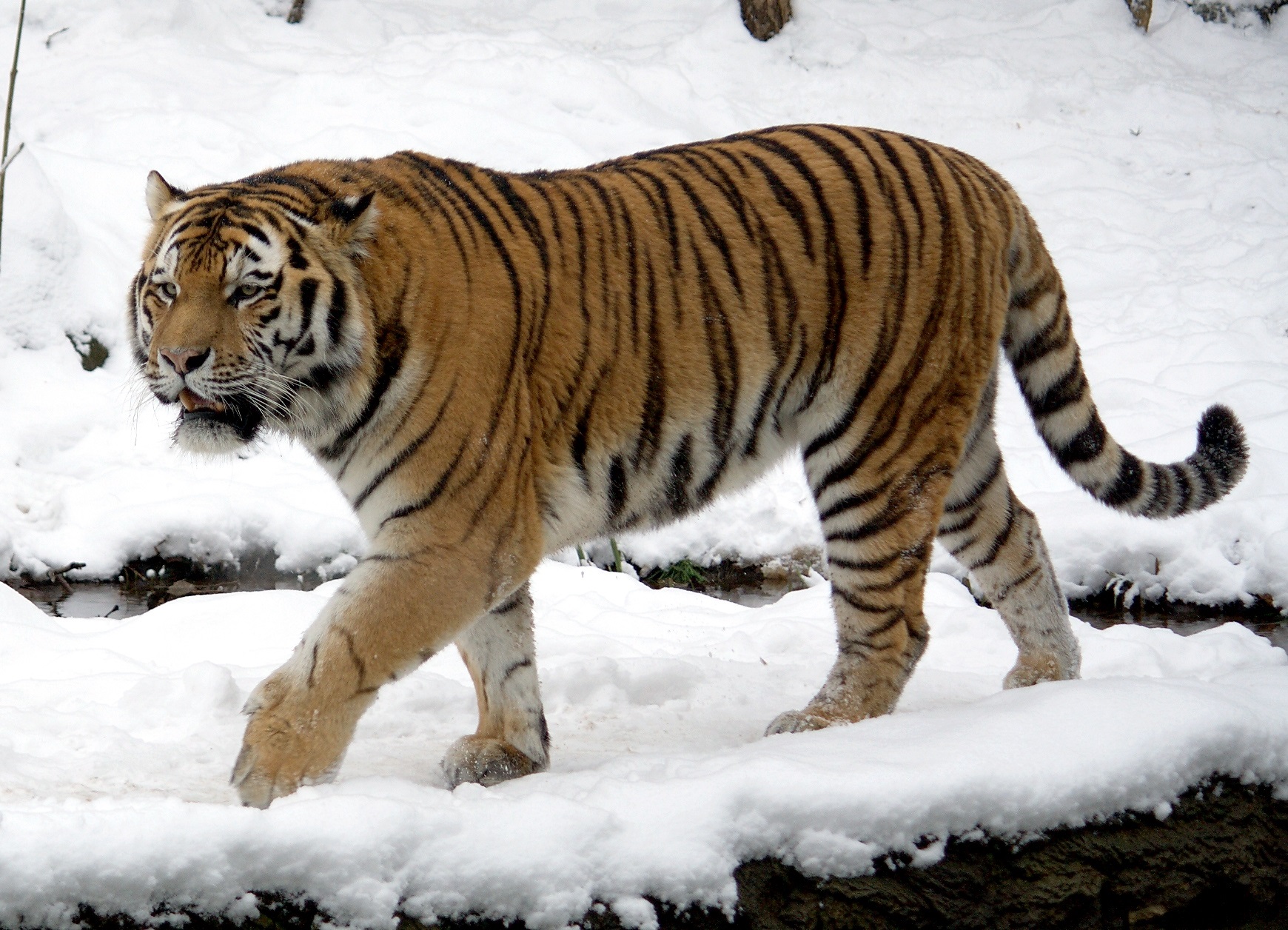 south-korea-animal