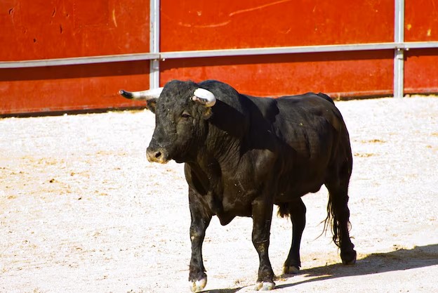 spain-animal