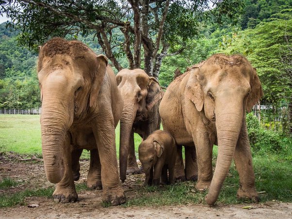 thailand-animal